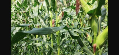 Maraîchage & Agriculture : réussir vos cultures (maïs, oignon)
